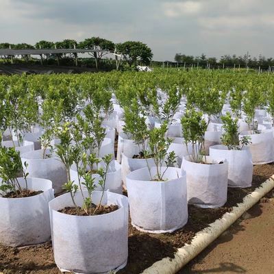 Các nhà sản xuất qua biên giới bán buôn trồng trọt và túi trồng trọt bảo vệ môi trường túi nỉ trồng trọt và bảo dưỡng